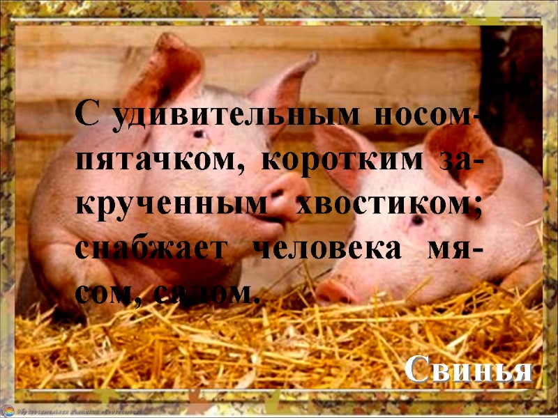 Свинья С удивительным носом-пятачком, коротким за-крученным хвостиком; снабжает человека мя-сом, салом.